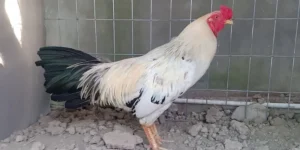 Ảnh đại diện gà chuối