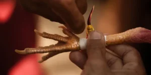 Ảnh đại diện cách băng cựa gà đá